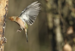 Chaffinch (Fringilla coelebs) male in flight, approach to forage wood, winter feeding, Allgäu,