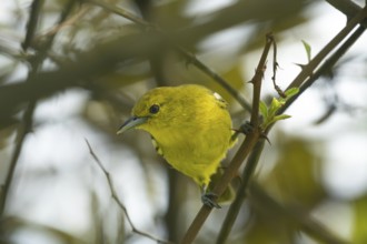 Common Iora (Aegithina tiphia) on a tree branch in Sreepur, Bangladesh