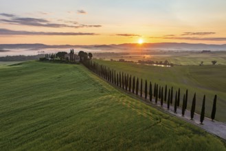 Poggio Covili estate with cypress alley (Cupressus) at sunrise, near San Quirico d'Orcia, Val