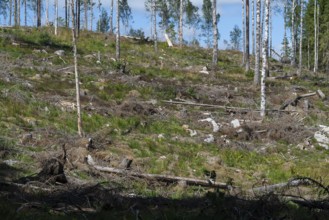 Cleared forest area, forestry, timber trade, near Sunne, Sweden