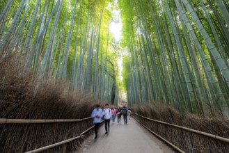 Visitors on their way through bamboo forest, motion blur, long exposure, towering bamboo stems in