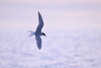 Flying common tern (Sterna hirundo) in the evening light, Texel, North Holland, the Netherlands