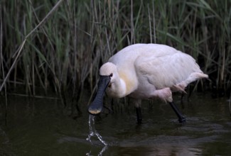 Spoonbill (Platalea leucorodia) looking for food in shallow water with drops of water in its open