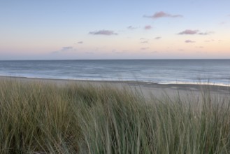 Dune landscape with beach grass on the North Sea, Texel, North Holland, Netherlands