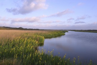 Blooming marsh iris (Iris peudacorus) in the wetland in dune landscape, Texel, North Holland, the