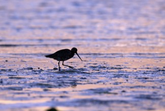 Pod-tailed woodcock (Limosa lapponica) in backlight on the beach, Texel, North Holland, the