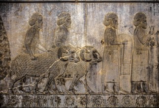 Relief detail of the delegation of peoples bringing gifts to Darius on the stairs of the Apadana