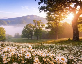 A sunlit meadow with daisies against a forest backdrop under a blue sky, Late summer country