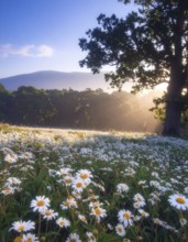 A sunlit meadow with daisies against a forest backdrop under a blue sky, Late summer country
