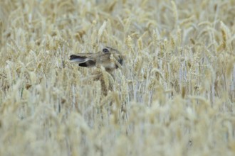 European brown hare (Lepus europaeus) adult animal feeding on a wheat sheath in a farmland field in