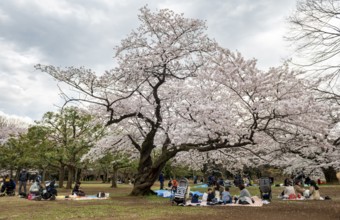 People picnicking under cherry blossoms in Yoyogi Park, Hanami Festival, Shibuya District, Tokyo,