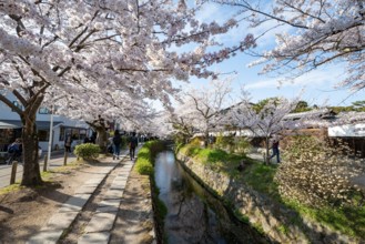 Footpath along a canal, cherry blossoms in spring, Philosopher's Path or Tetsugaku no michi, Kyoto,