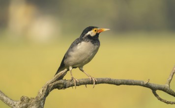 Indian pied myna (Gracupica contra) on a branch with a blurred natural background, Gazipur,