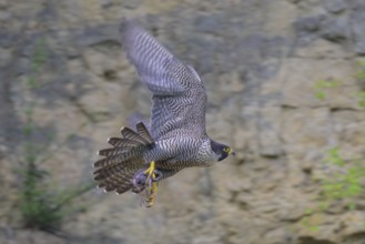 Peregrine falcon (Falco peregrinus), Peregrine falcon, flying with prey on a rock wall, biosphere