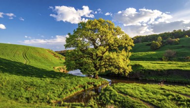 A serene landscape featuring a large tree by a stream at sunset with vibrant green grass and