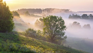 A misty field at sunrise with soft light illuminating trees and greenery, creating a serene