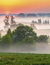 A misty field at sunrise with soft light illuminating trees and greenery, creating a serene