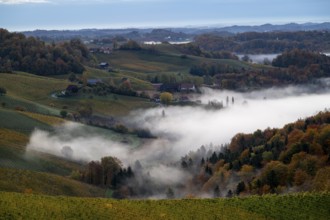 Sunrise, typical landscape in autumn with vineyards and fog, South Styrian hills, South Styrian
