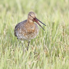 Blacktail (Limosa limosa) runs on the shore of a lake in a moor, snipe birds, wildlife, nature