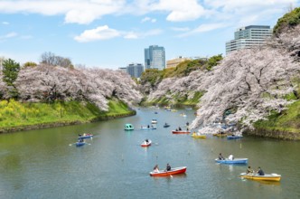 Chidorigafuchi Canal with rowing boats, blooming cherry trees on the shore, castle moat, Japanese