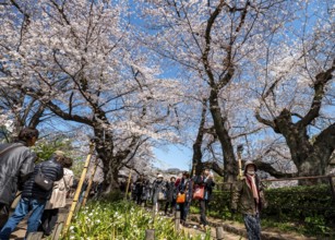 People walking under blooming cherry trees, Japanese cherry blossoms in spring, Hanami Festival,