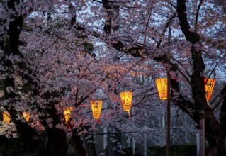 Blooming cherry trees and illuminated lanterns with Japanese writing in the evening, Hanami