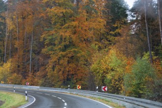 Mixed forest in autumn colors in Franconia on the B2 Nuremberg-Bayreuth, Upper Franconia, Bavaria,
