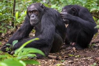 Two chimpanzees (Pan Troglodytes), adult male spawning, grooming in the jungle, Kibale National