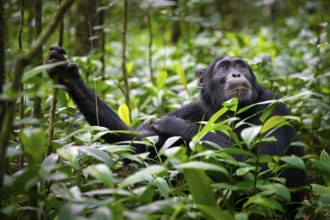 Animal portrait, chimpanzee (Pan Troglodytes) looking longingly, hopeful, adult male between leaves