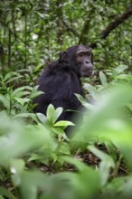 Chimpanzee (Pan Troglodytes), male on the ground, jungle in Kibale National Park, Uganda