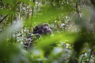 Chimpanzee (Pan Troglodytes), male looking thoughtfully, on the ground, mood, green jungle in