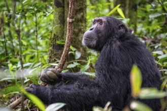 Chimpanzee (Pan Troglodytes), male on the ground, jungle in Kibale National Park, Uganda