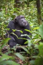 Chimpanzee (Pan Troglodytes), male on the ground, jungle in Kibale National Park, Uganda