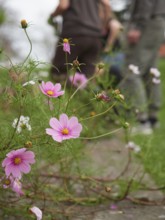 Gardeners working in background with pink cosmos bipinnatus flowers growing in foreground