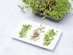 Microgreens of arugula, beetroot and radish are ready to be added in a healthy spring salad