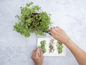 Hands picking fresh homegrown sprouts of arugula, beetroot and radishes from a small pot for a