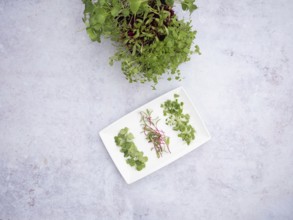 Freshly harvested microgreens of arugula, beetroot, and radishes, ready to enrich salads and other
