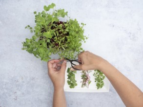 Hands cutting fresh homegrown sprouts of arugula, beetroot and radishes with scissors for a healthy
