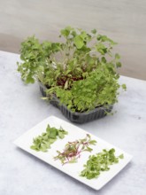 Homegrown microgreens including arugula, beetroot, and radish, thriving in a container and