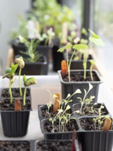 Aromatic and edible plants growing in small pots on a windowsill, promoting home gardening and