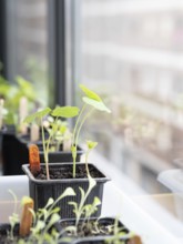 Seedlings of aromatic and edible plants growing in small pots on a windowsill