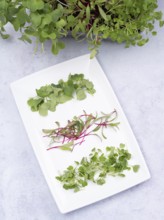 Homegrown microgreens of arugula, beetroot and radishes arranged on a white plate, promoting