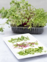 Homegrown microgreens of arugula, beetroot, and radishes, providing fresh ingredients for a healthy