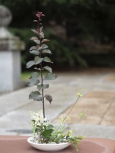 Delicate ikebana flower arrangement featuring red leaves, white flowers, and greenery in a white
