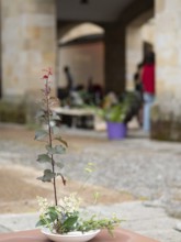 Floral arrangement made during an ikebana workshop, showcasing artistic composition and natural