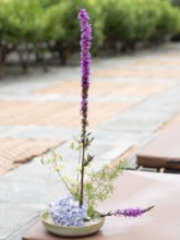 Beautiful ikebana flower arrangement with purple loosestrife and hydrangea in a ceramic bowl,