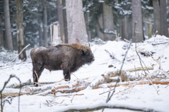 European bison (Bison bonasus) or Wisent standing on a meadow next to the forest in winter, snow,
