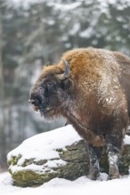 European bison (Bison bonasus) or Wisent standing on a meadow next to the forest in winter, snow,
