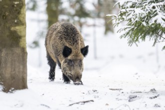 Wild boar (Sus scrofa) standing in a forest in winter, snow, Bavaria, Germany