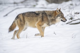 European gray wolf (Canis lupus lupus) walking in a forest in winter, snow, Bavaria, Germany